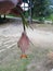 Berdang village jeli kelantan, Malaysia Â Red tailed tinfoil caught by villager